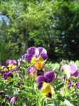 SX06272 Bumblebee (Bombus Agrorum) on Heartsease (Viola tricolor).jpg